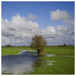 Lone tree standing in a flooded field with dramatic clouds above