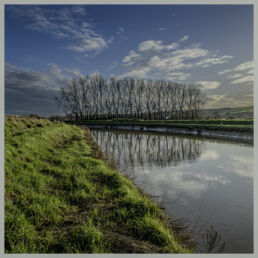 A row of leafless trees reflected in a still canal beside green grass under a blue sky