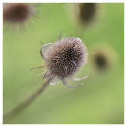 Macro image of a teasel seed head with a soft green background