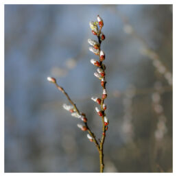 Close-up of pussy willow catkins beginning to bloom in spring